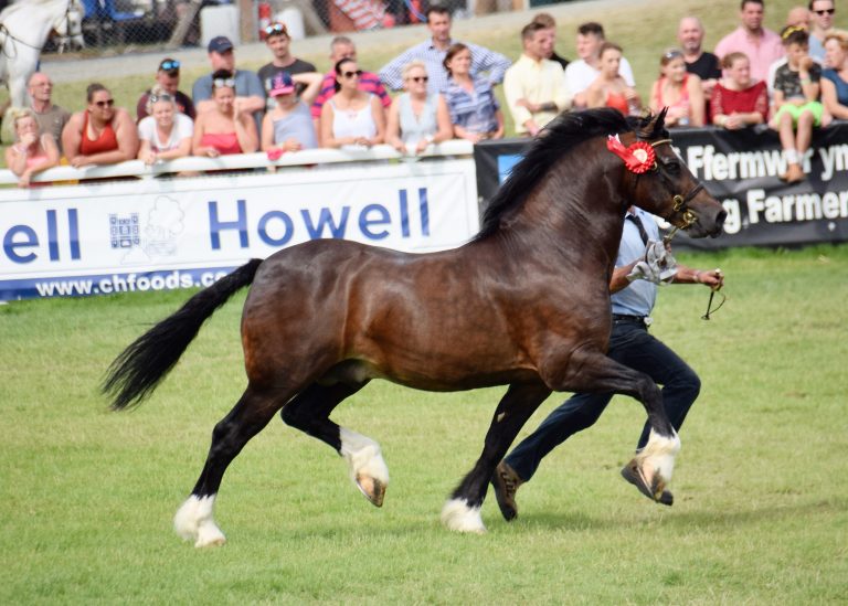 Royal Welsh Show 2019 - WPCS