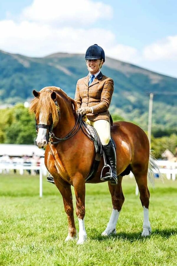 HOYS Welsh Section C Pony of the Year - WPCS