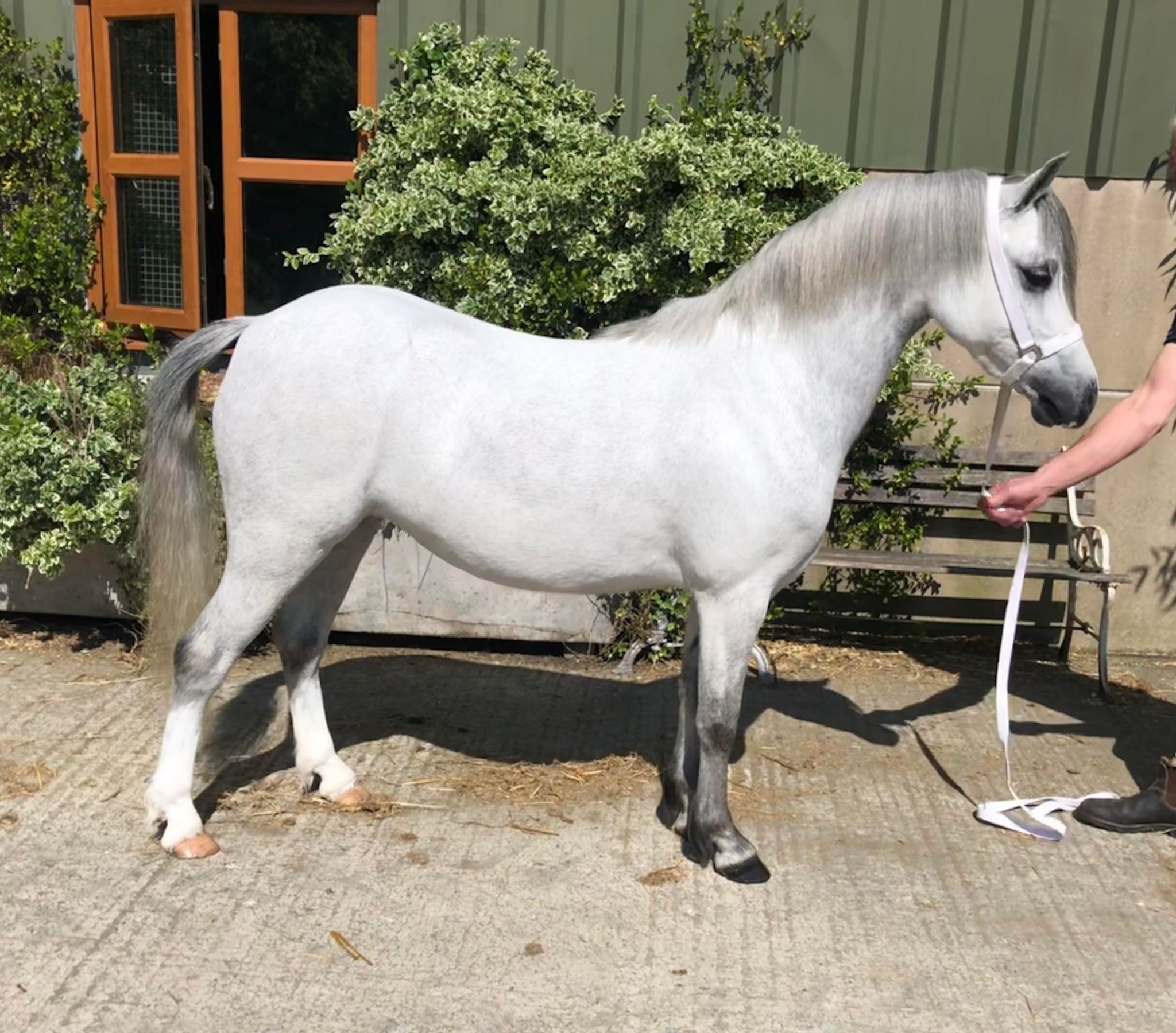 THE WELSH PONY & COB SOCIETY OFFICIAL SPRING SALE REPORT - WPCS